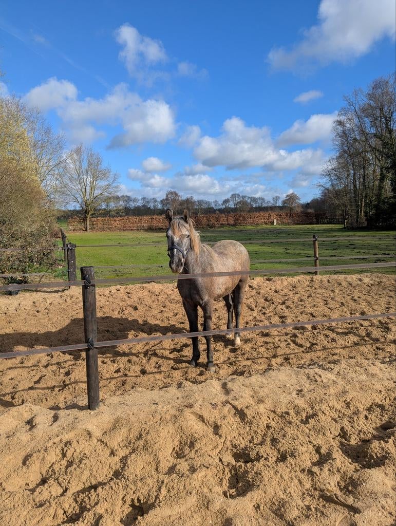 Vakantie stalhulp gezocht Vaassen/Apeldoorn