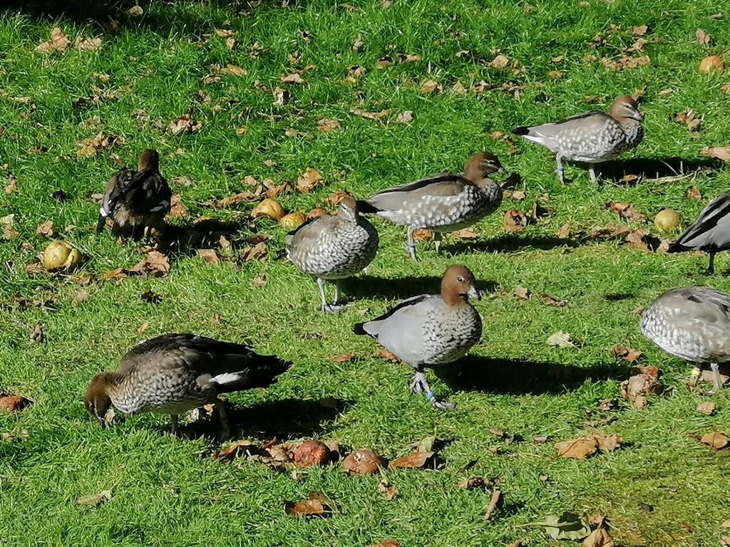Manenganzen gezocht, Dieren en Toebehoren, Pluimvee, Meerdere dieren