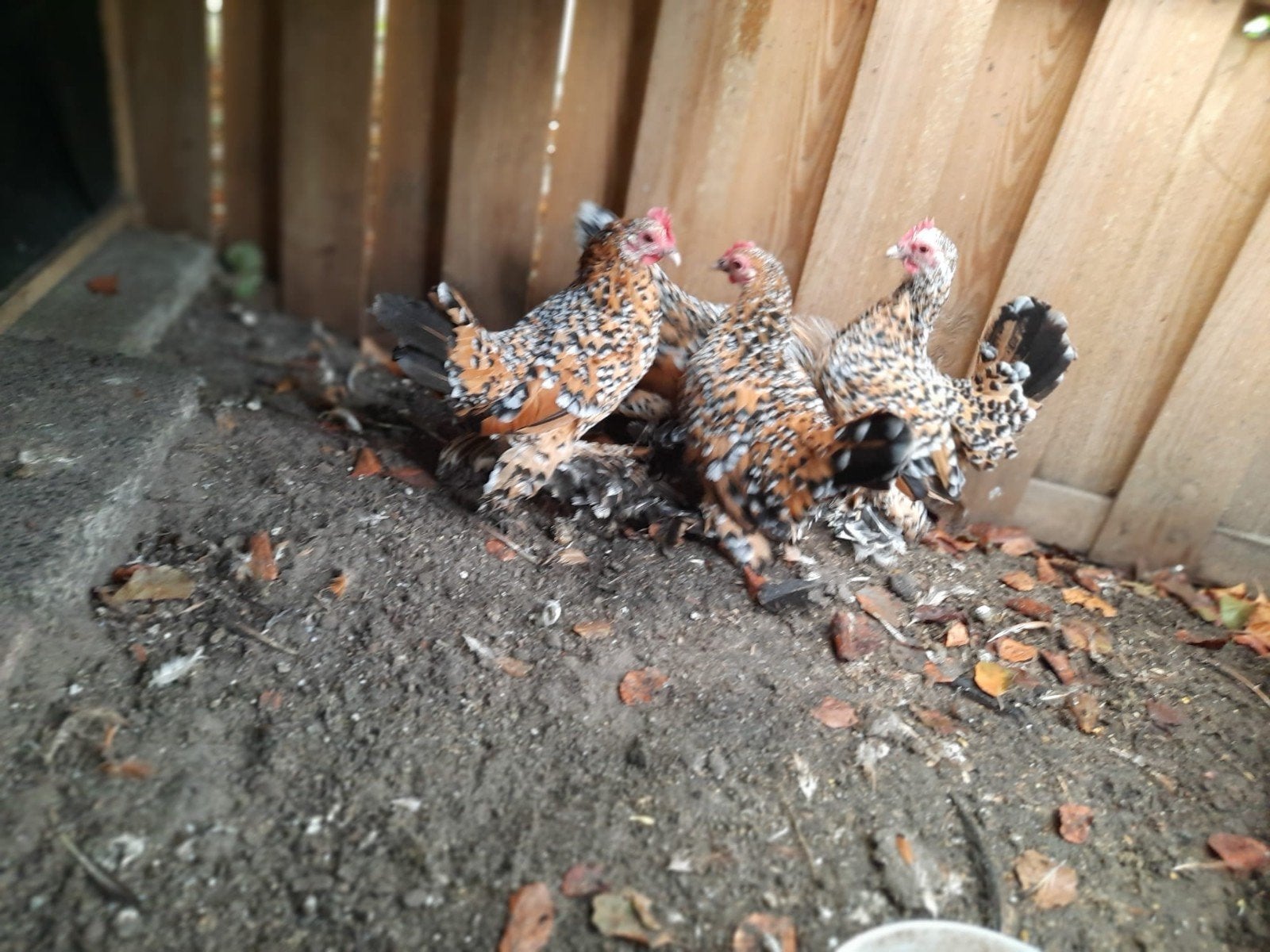 kliel kipjes, Dieren en Toebehoren, Pluimvee, Vrouwelijk, Kip