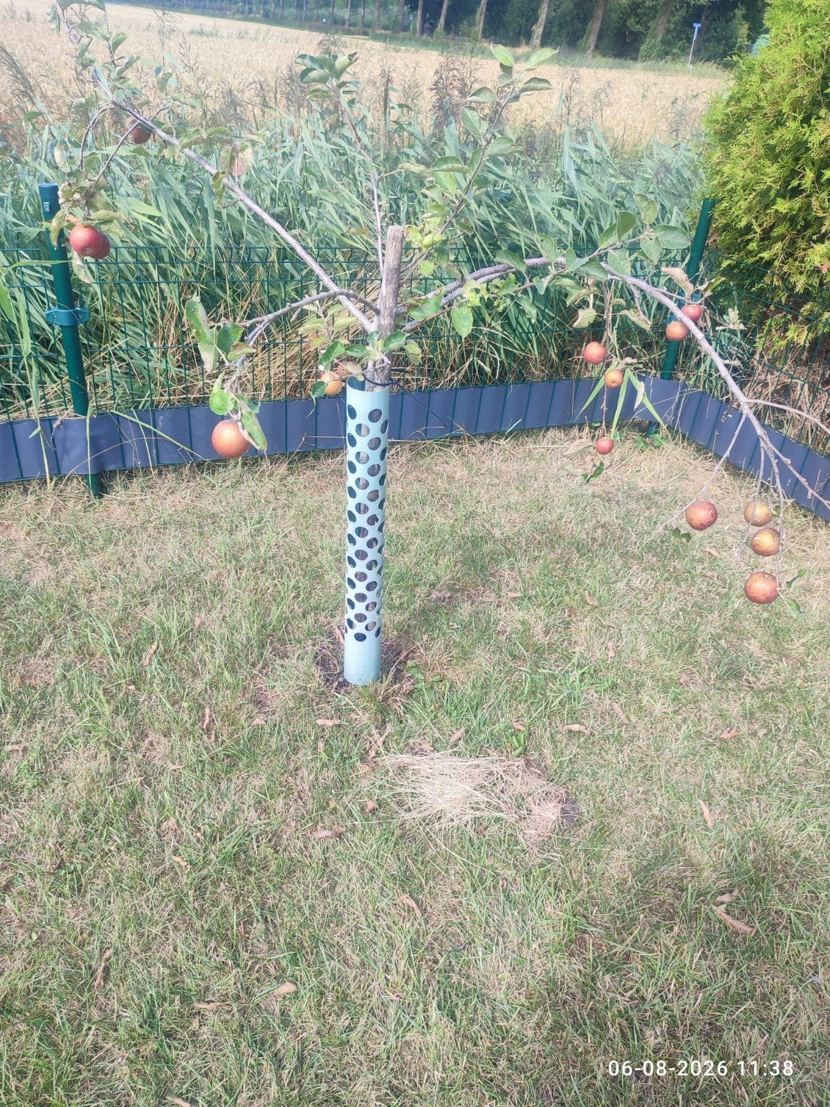 Boomkokers voor fruitbomen - Bescherming en groei, Ophalen of Verzenden