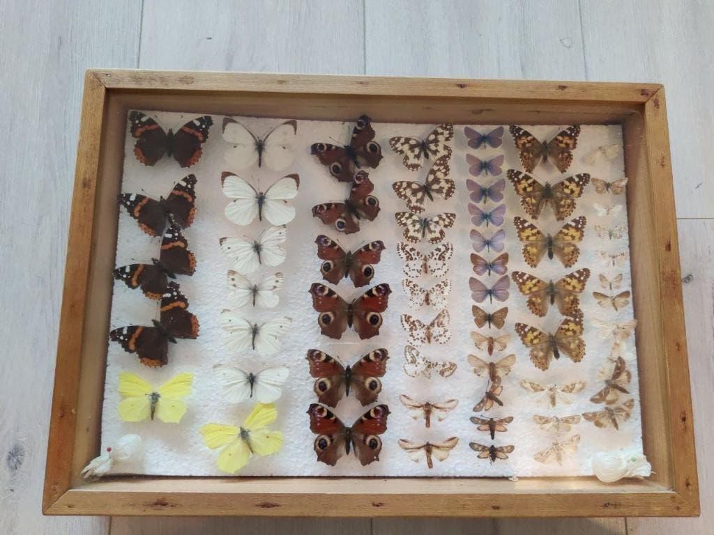 Oude opgezette vlinders, Ophalen of Verzenden, Gebruikt, Insect, Opgezet dier