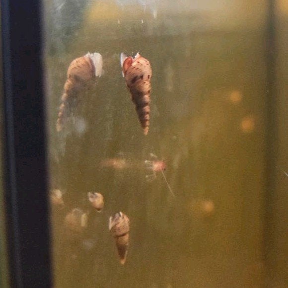 Malaysia torenslak - perfect voor je bodem, Dieren en Toebehoren, Vissen | Aquariumvissen, Slak of Weekdier, Zoetwatervis