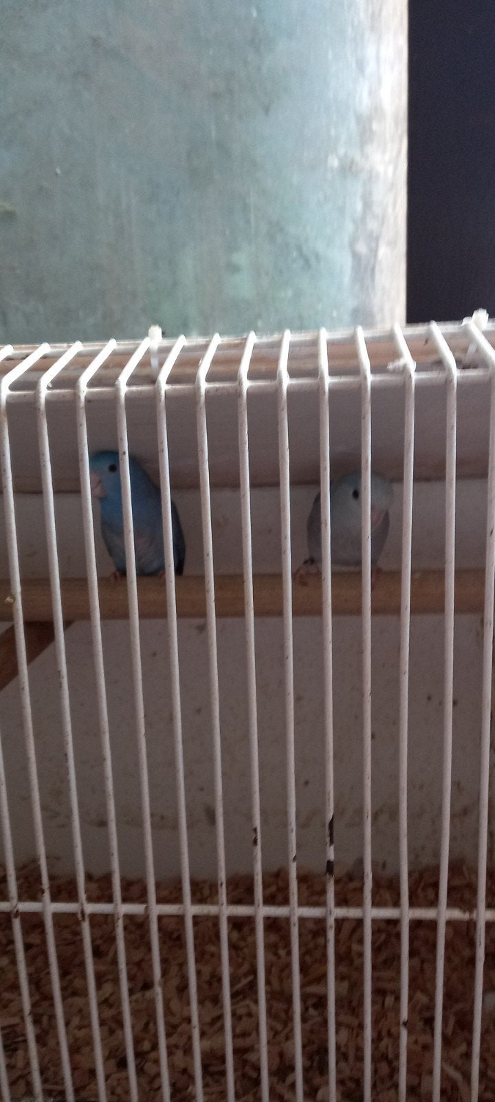 Een couple forpussen, Dieren en Toebehoren, Vogels | Parkieten en Papegaaien