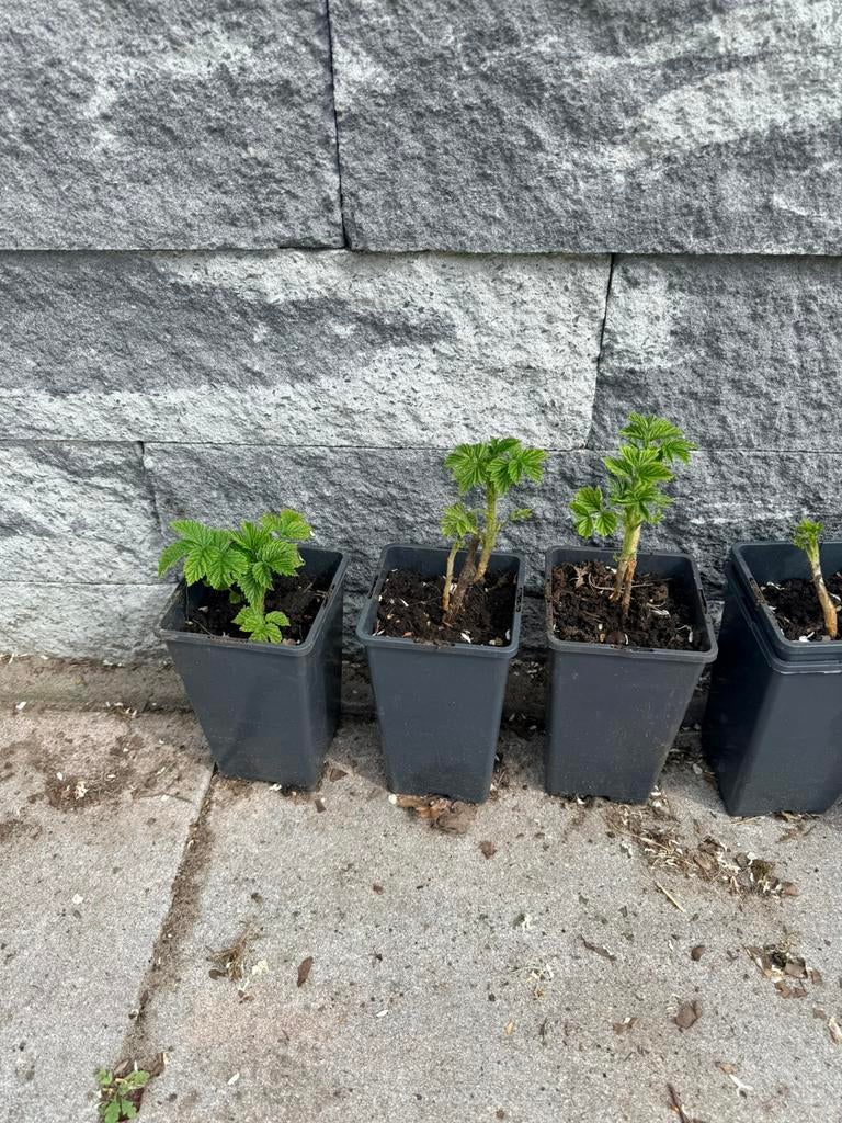 Framboos stekken, Tuin en Terras, Planten | Tuinplanten, Ophalen, Volle zon