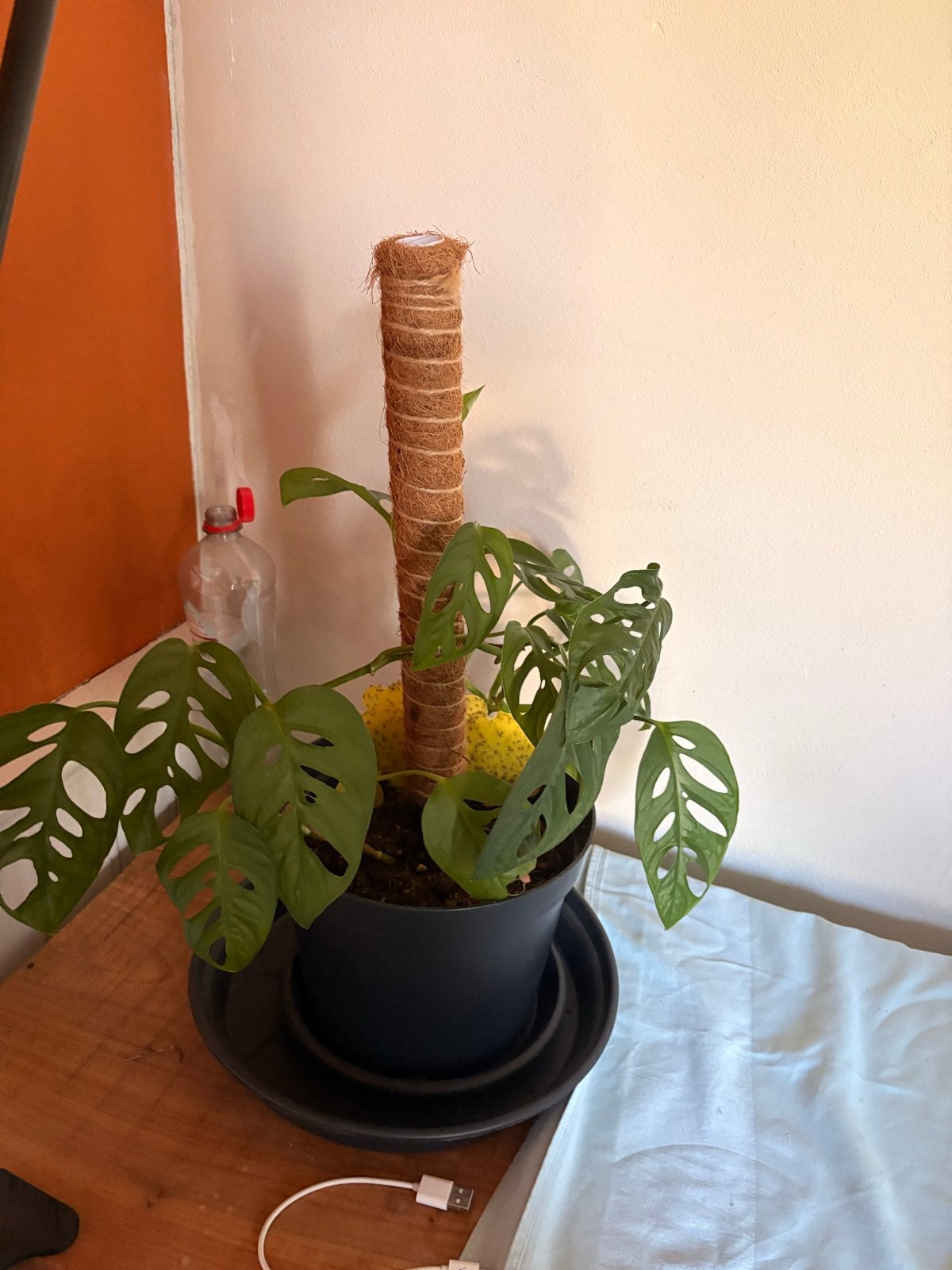 Monstera Adansonii Mint - Zeldzame Gatenplant, Ophalen of Verzenden, Zo goed als nieuw, Groen, Natuurlijk materiaal