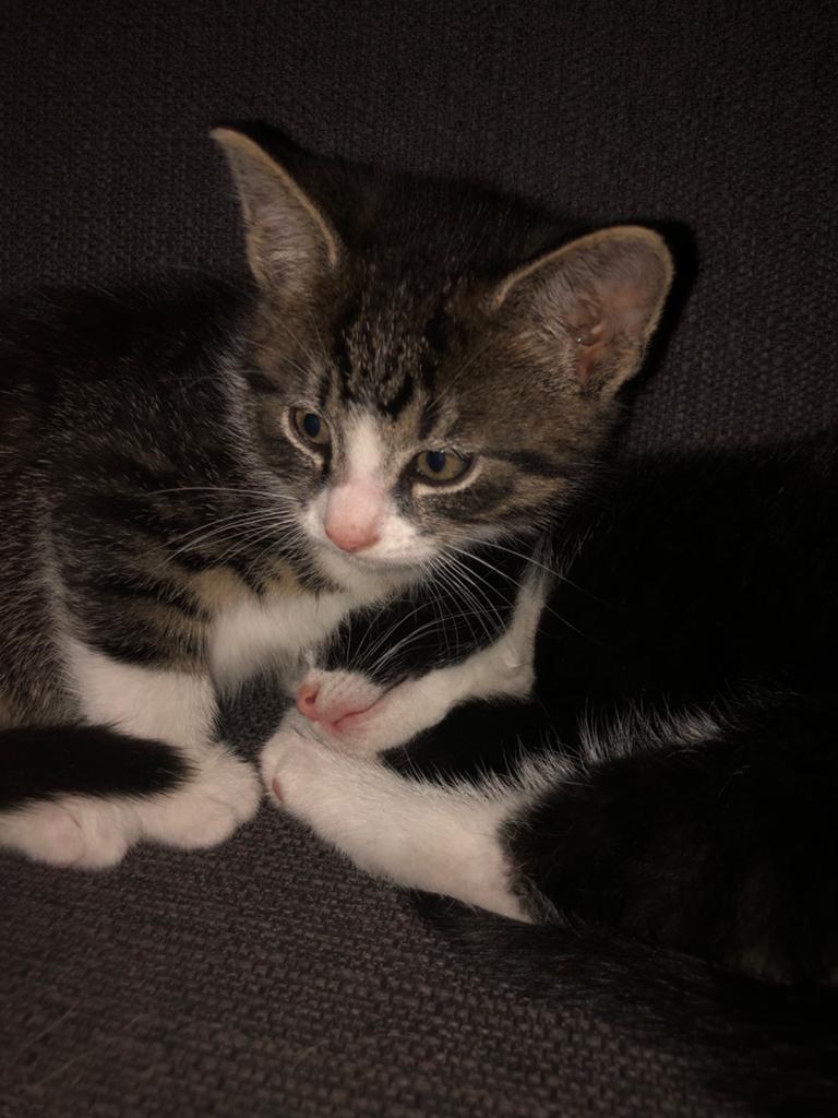 kittens, Meerdere dieren, Kortharig, 0 tot 2 jaar