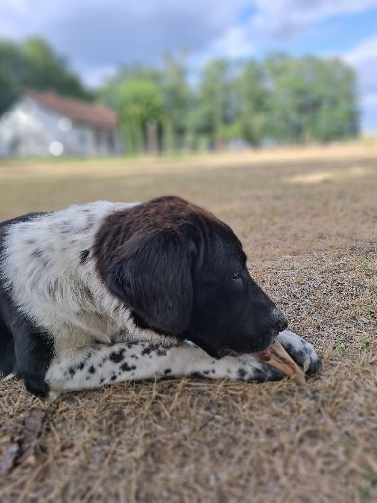 Alabai pup 7 mnd teef met stamboom, Dieren en Toebehoren, Fokker | Hobbymatig, 15 weken tot 1 jaar, Buitenland, Teef
