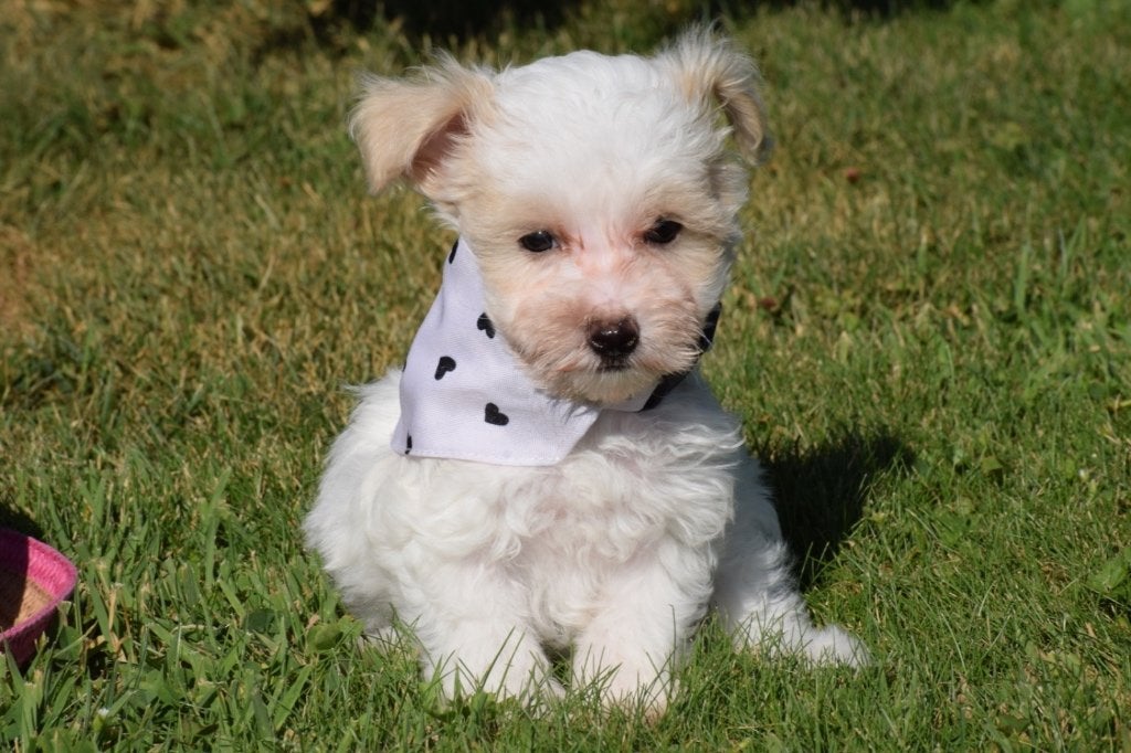 Maltipoo pups mooie keuze, België, 15 weken tot 1 jaar, Meerdere, Meerdere dieren