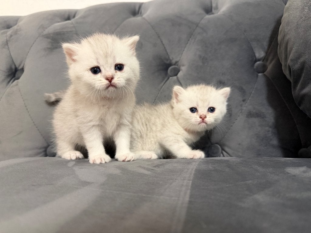 Britse Korthaar Kitten, Poes, Ontwormd, 0 tot 2 jaar