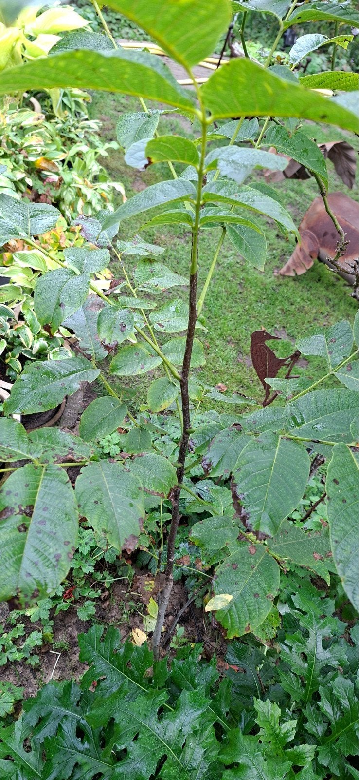 Biologische walnotenboom, Tuin en Terras, Ophalen, Overige soorten, Volle zon, 100 tot 250 cm