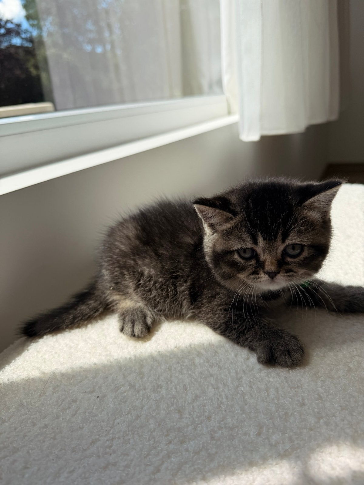 Nog 2 over!! Te koop Britse korthaar kittens, Meerdere dieren