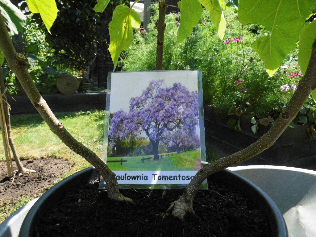 KEIZERSBOOM, Paulownia Tomentosa, Overige soorten, Lente, 100 tot 250 cm, Ophalen