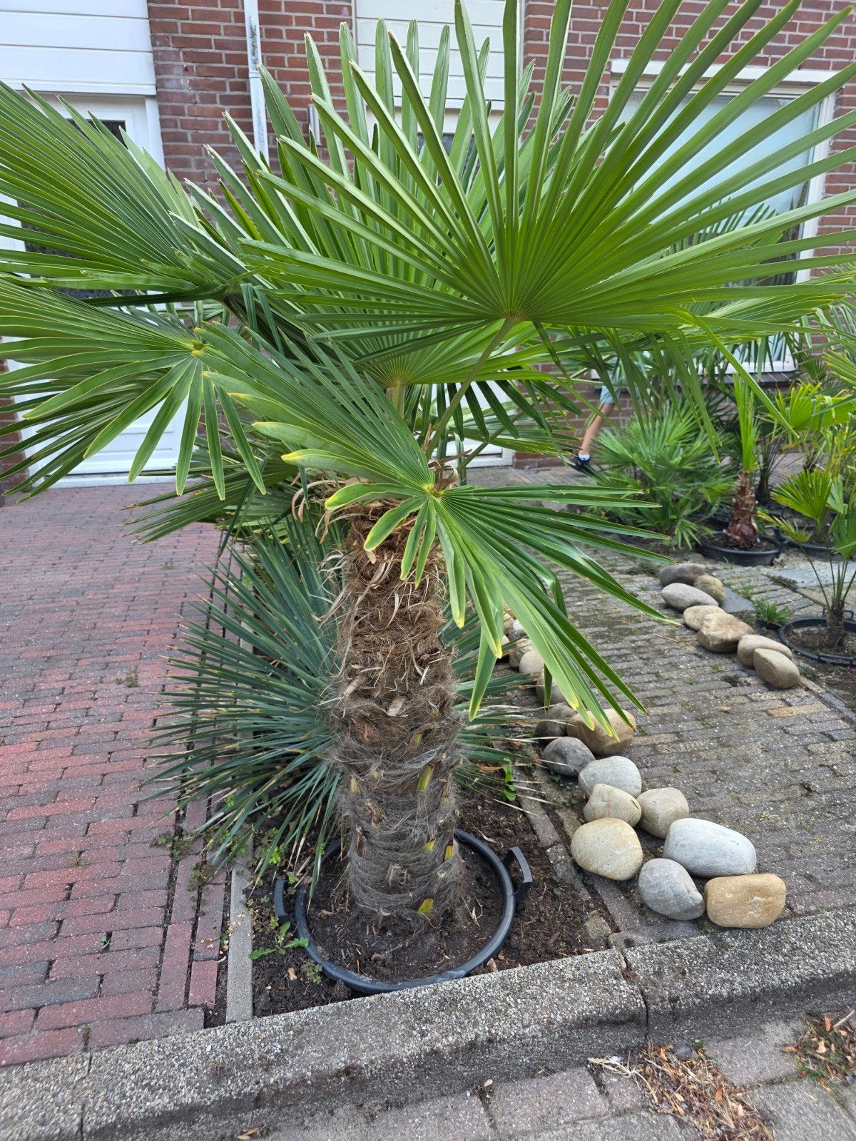 Trachycarpus Fortunei - Winterharde Palmboom, Ophalen, Overige soorten, Volle zon