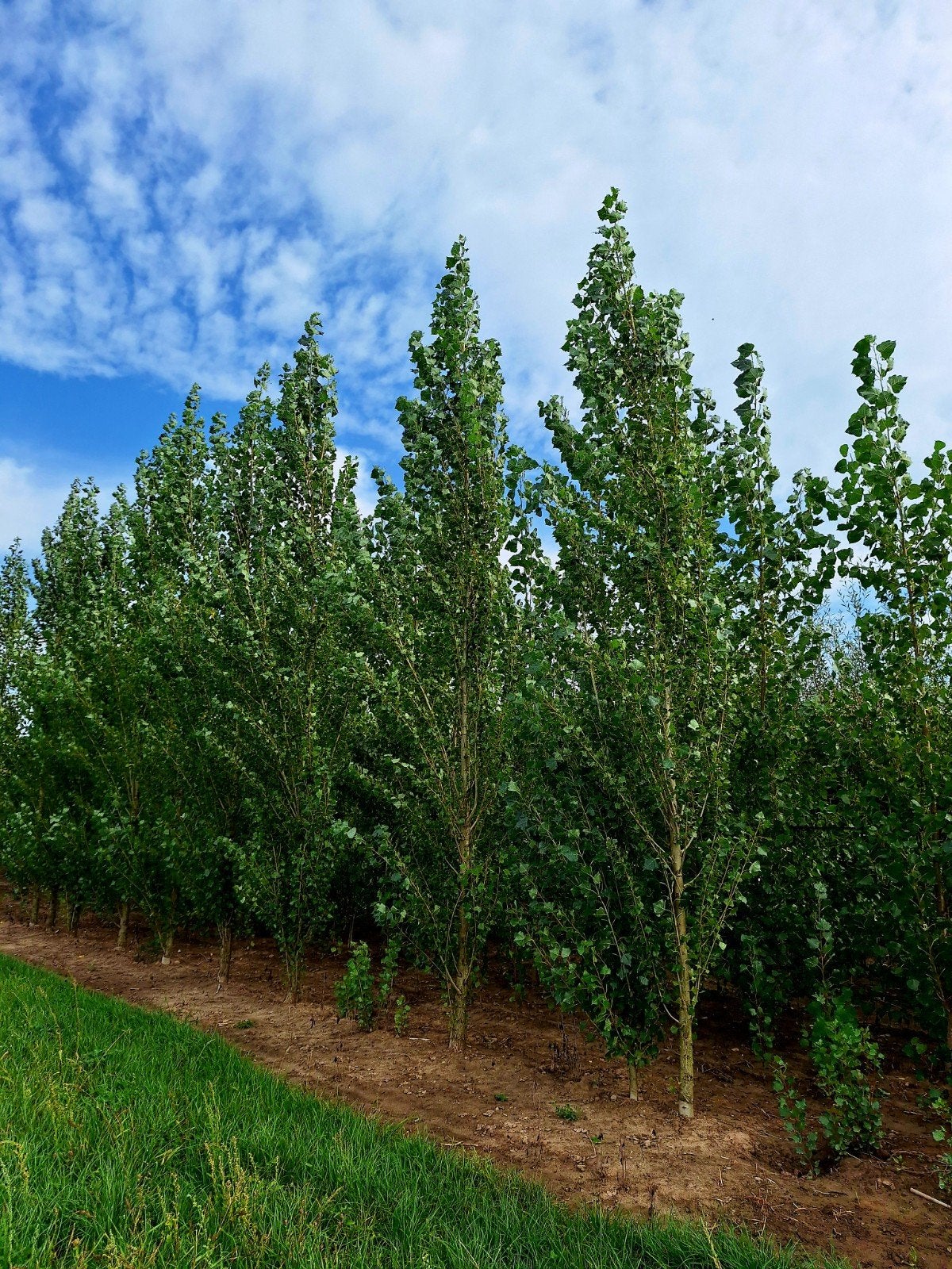 Populus nigra 'Italica' (Italiaanse populier)🌿, Tuin en Terras, Planten | Bomen, Ophalen, Volle zon, Overige soorten