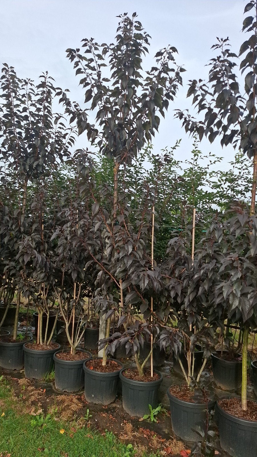 Japanse sierkers prunus royal burgundy meerstammige hoogstam, Ophalen, In pot, Volle zon, Overige soorten