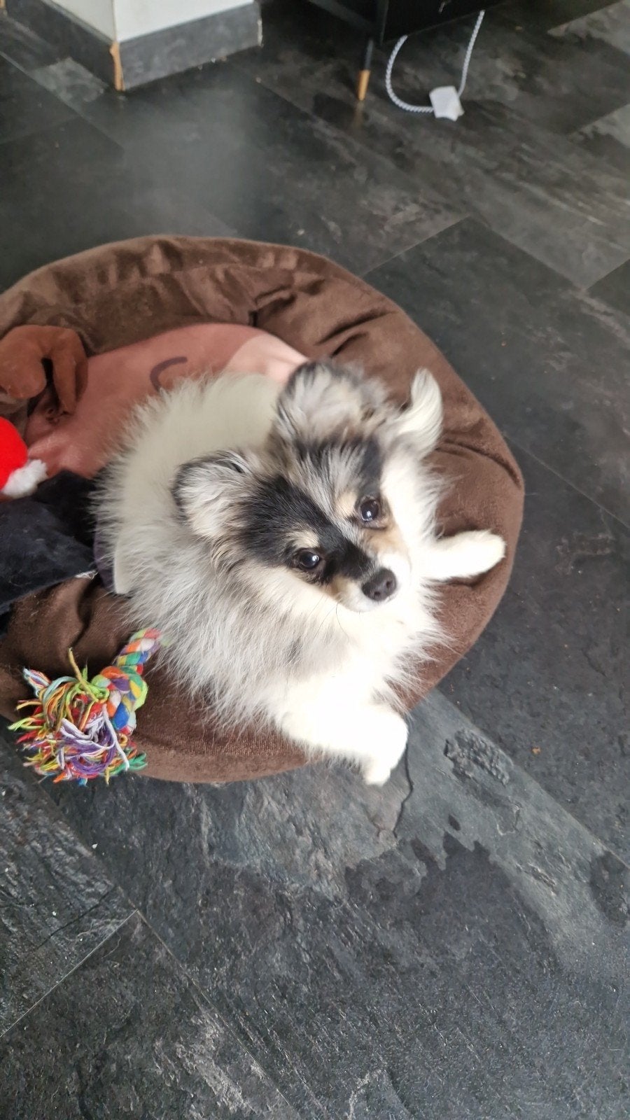 Keeshond, België, Particulier, 15 weken tot 1 jaar, Teef