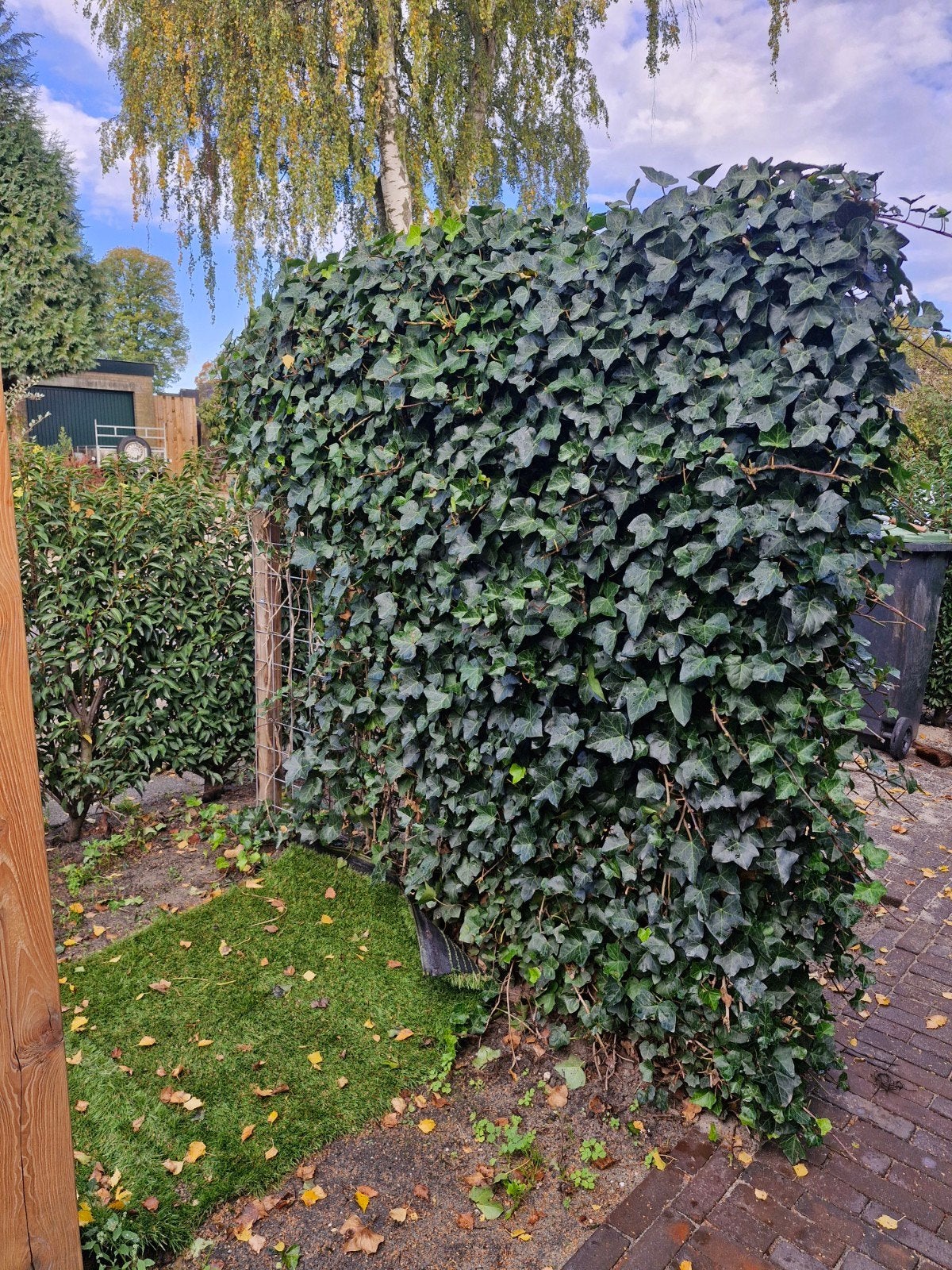 Gratis Klimop (Hedera) - 200 cm breed, 180 cm hoog, Ophalen, Vaste plant, Bloeit niet, Halfschaduw