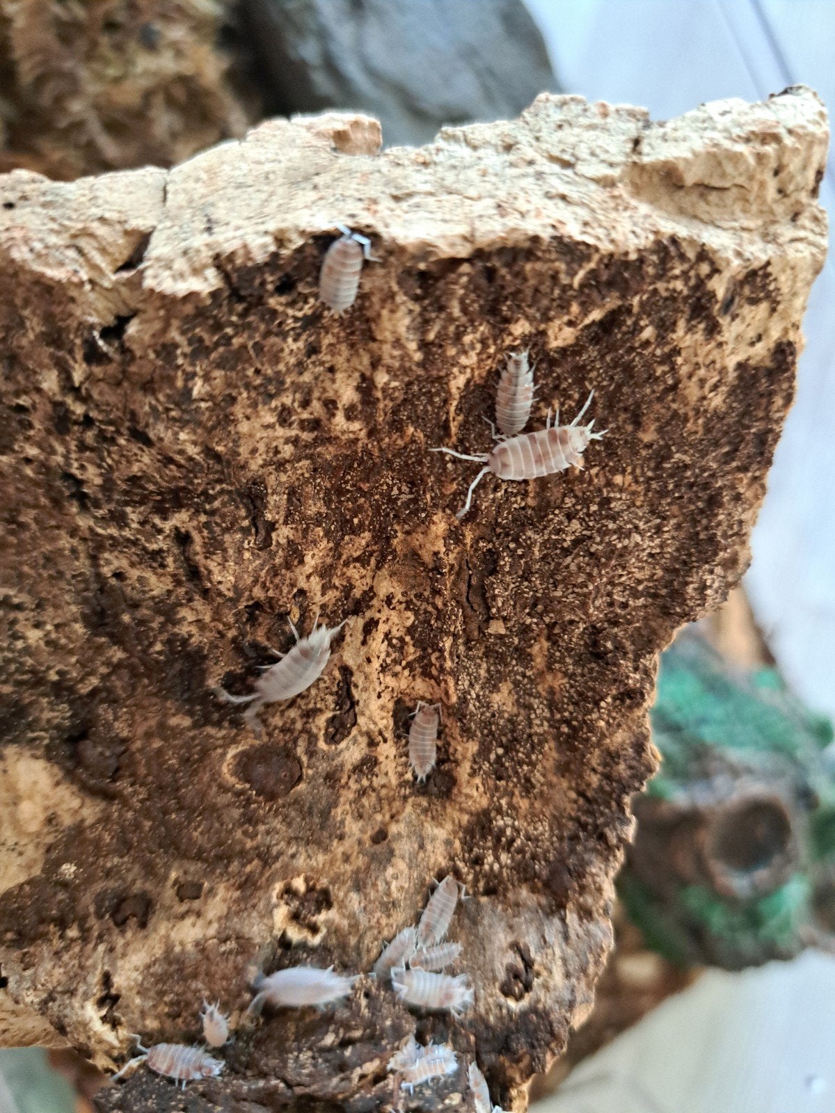 ISOPODS Koi Porcellio + springtails, Ophalen of Verzenden, Overige soorten