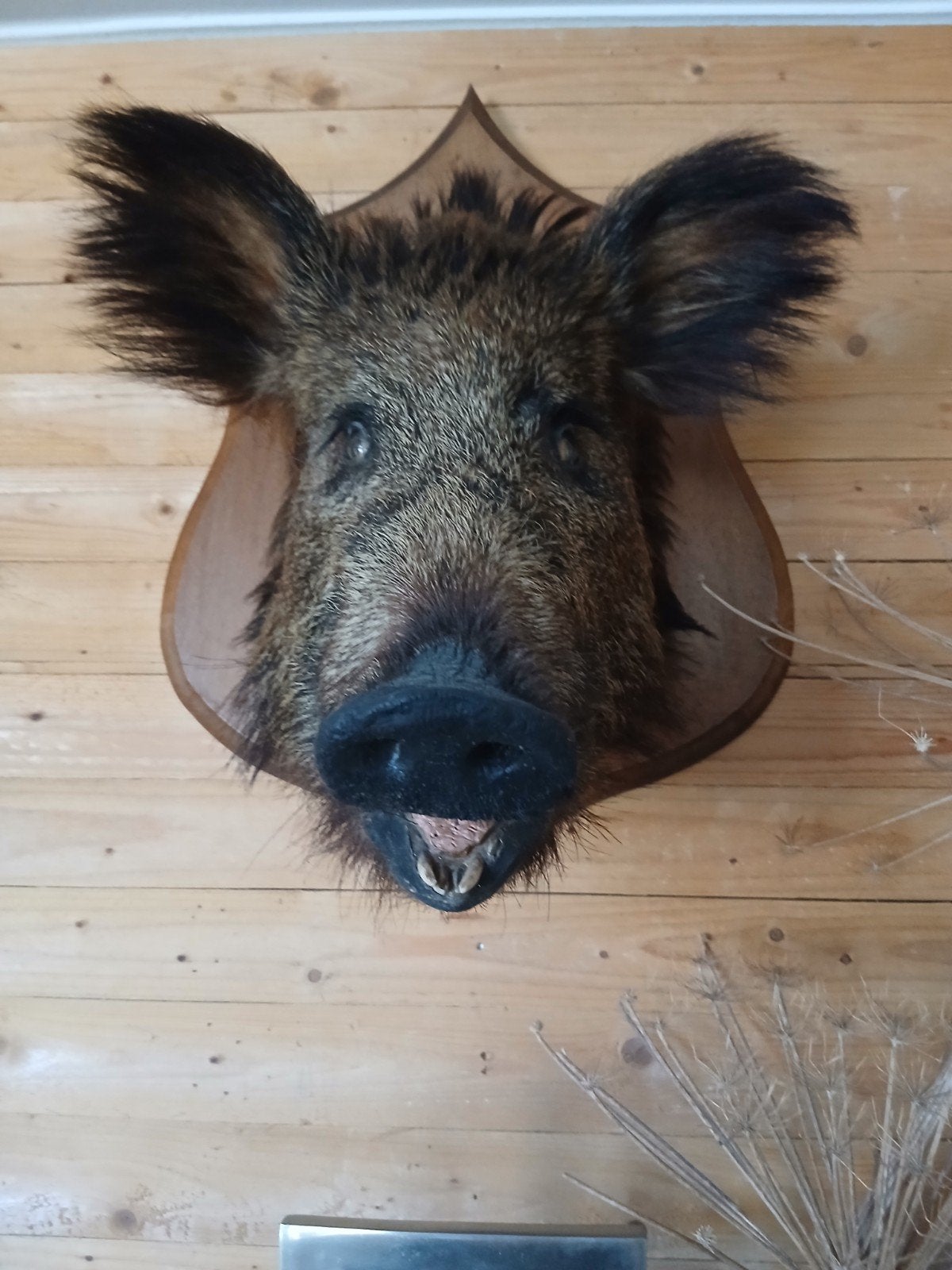 een mooie opgezette zwijne kop, Ophalen of Verzenden, Zo goed als nieuw, Wild dier, Opgezet dier