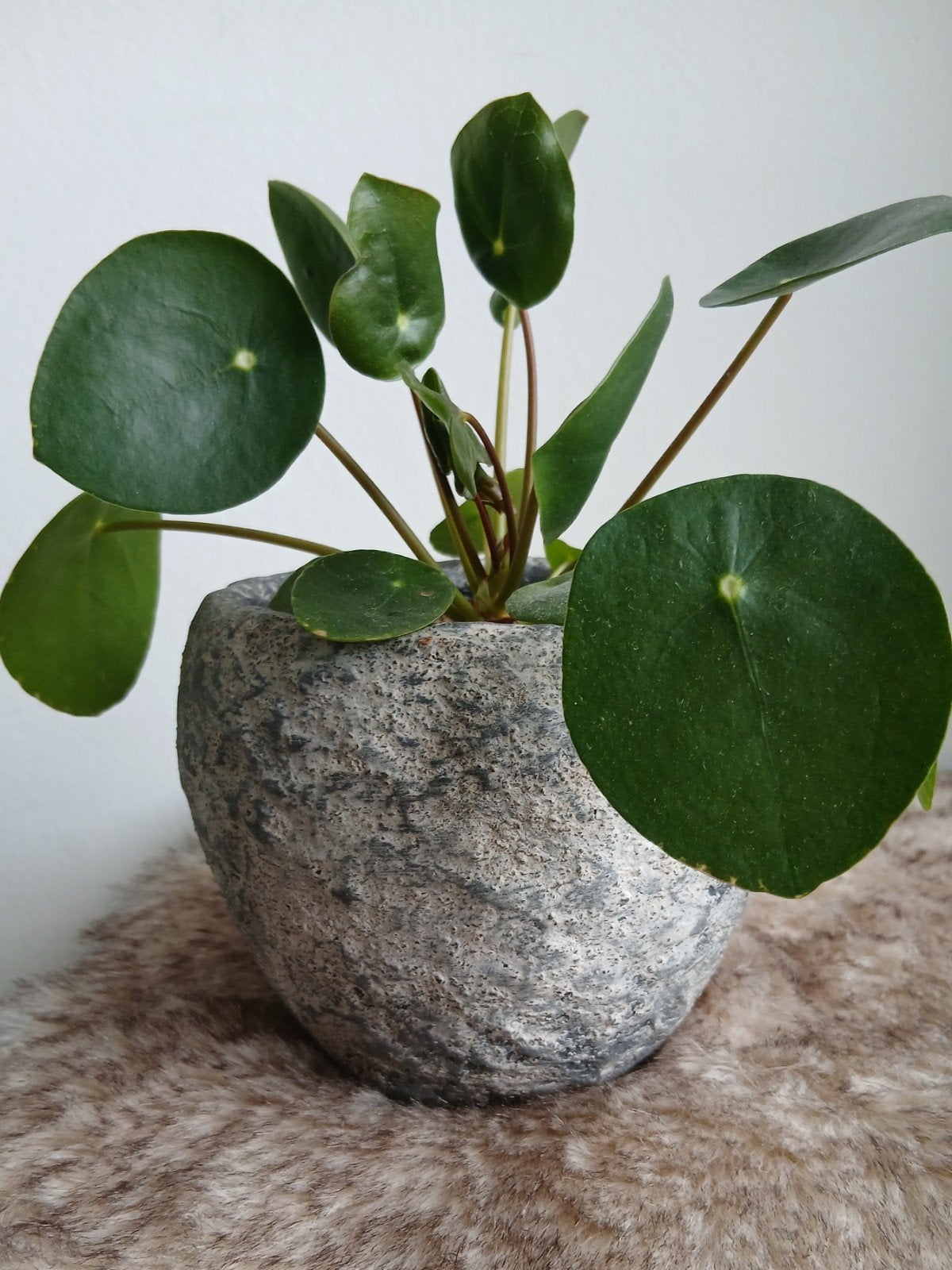 Grijze bloempot 12 cm handbewerkt met plant, Tuin en Terras, Bloempotten, Ophalen, Overige materialen, Rond, Binnen