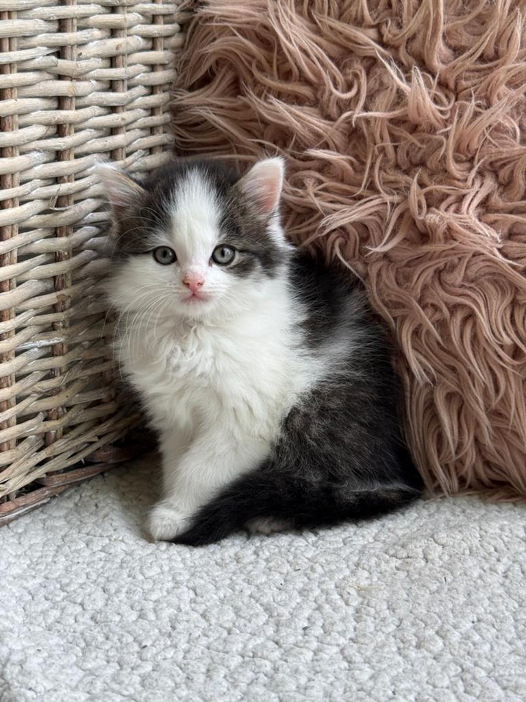 **Lieve huiselijk kittens in verschillende kleurtjes**, Dieren en Toebehoren, Katten en Kittens | Overige Katten, Meerdere dieren