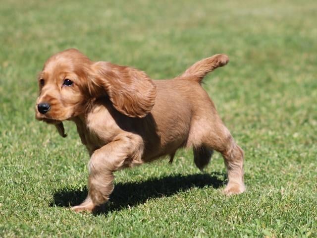 Vrolijke Engelse Cocker Spaniël pup., Nederland, Parvo, Reu, 8 tot 15 weken