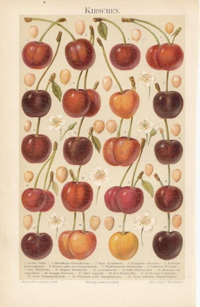 Kersen litho uit 1895 Duitsland, Ophalen of Verzenden, Voor 1940, Gebruikt, Overige onderwerpen