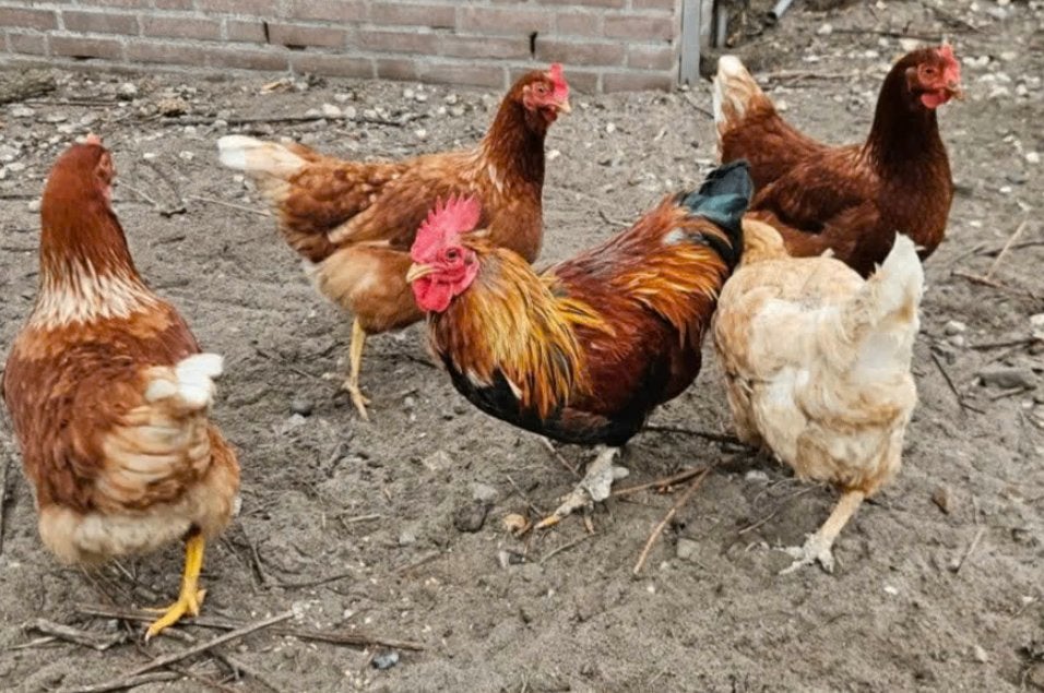 Leg kippen met een haan, Dieren en Toebehoren, Vrouwelijk, Kip