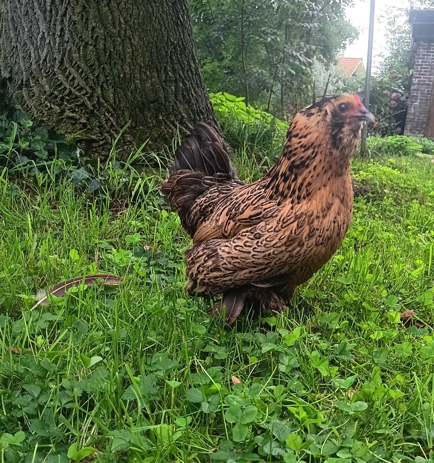 kriel kip te koop, Dieren en Toebehoren, Vrouwelijk, Kip
