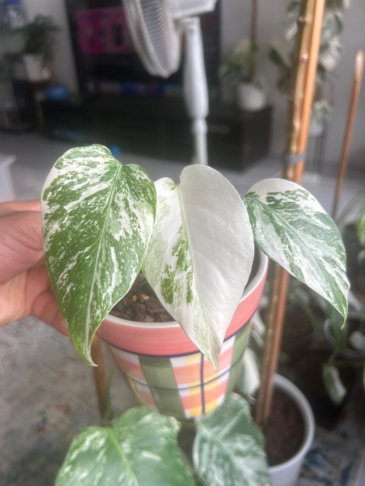 Monstera albo variegata, Ophalen of Verzenden, Halfschaduw, Minder dan 100 cm