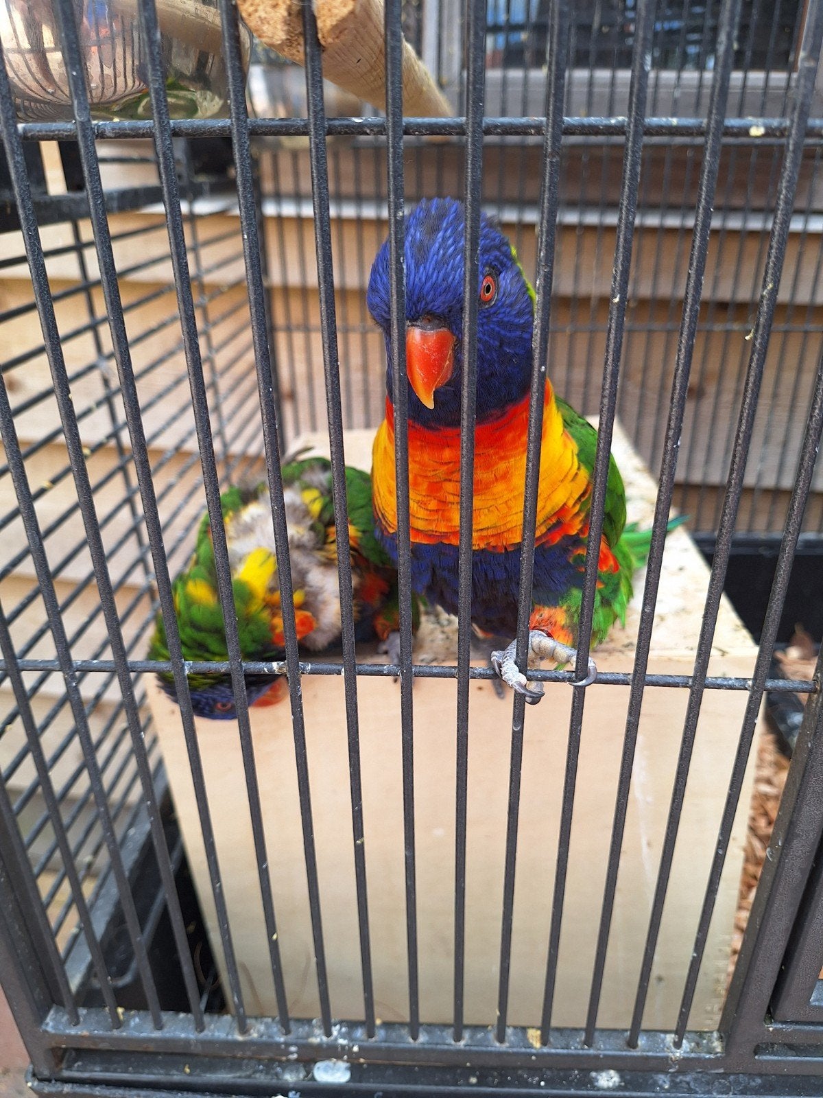 Koppel Lori vd blauwe bergen, Meerdere dieren, Papegaai
