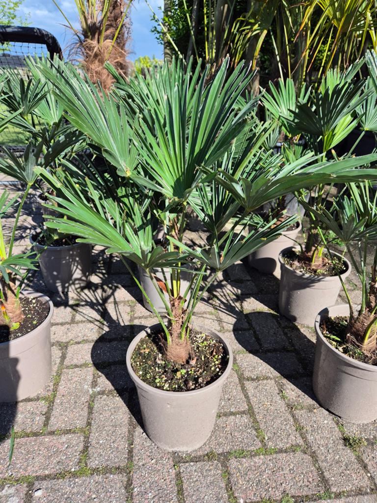 Palm, Trachycarpus WAGNERIANUS, winterhard, Tuin en Terras, Planten | Tuinplanten, Ophalen of Verzenden, Overige soorten, Volle zon