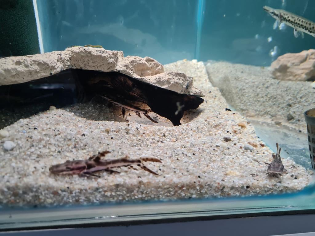 Tijgerspatelbekmeerval, Pseudoplatystoma Fasciatum, Dieren en Toebehoren, Vissen | Aquariumvissen, Vis, Zoetwatervis