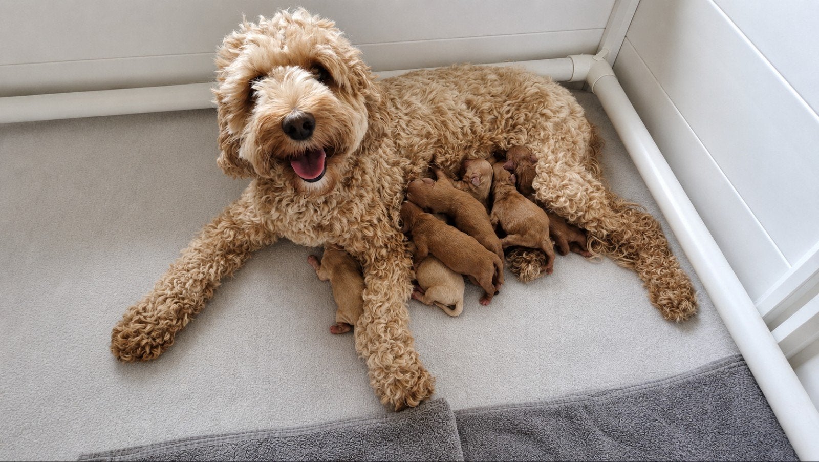 Australian Labradoodle Medium puppy's  🐶🤎, Dieren en Toebehoren, Parvo, 8 tot 15 weken, Meerdere, Meerdere dieren