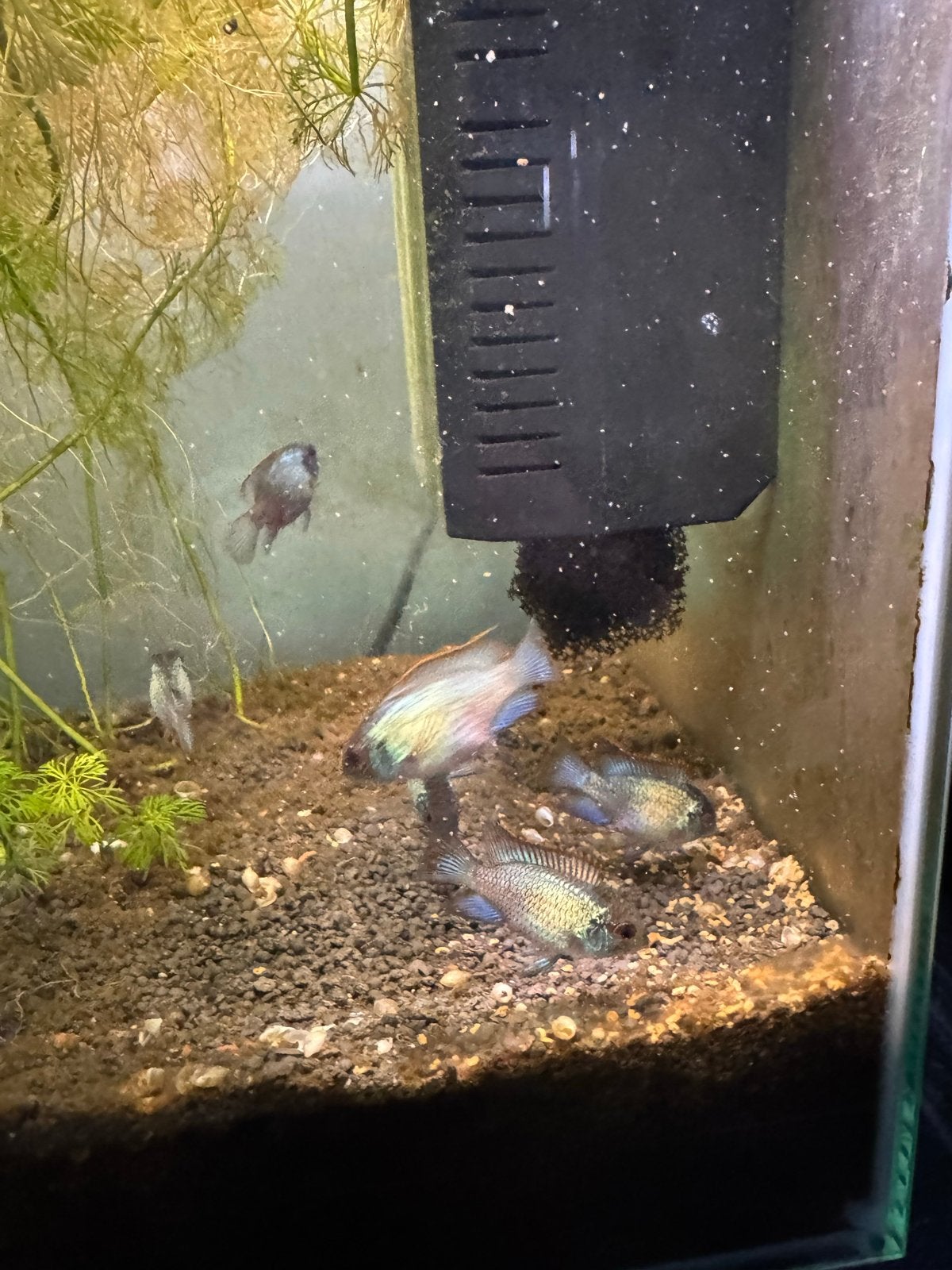 Elecric bleu acara jongen, Vis