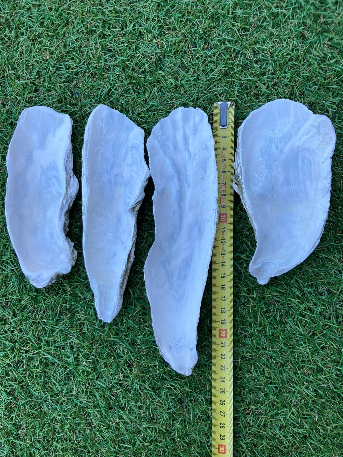 4 oesterschelpen groot breed, Ophalen of Verzenden