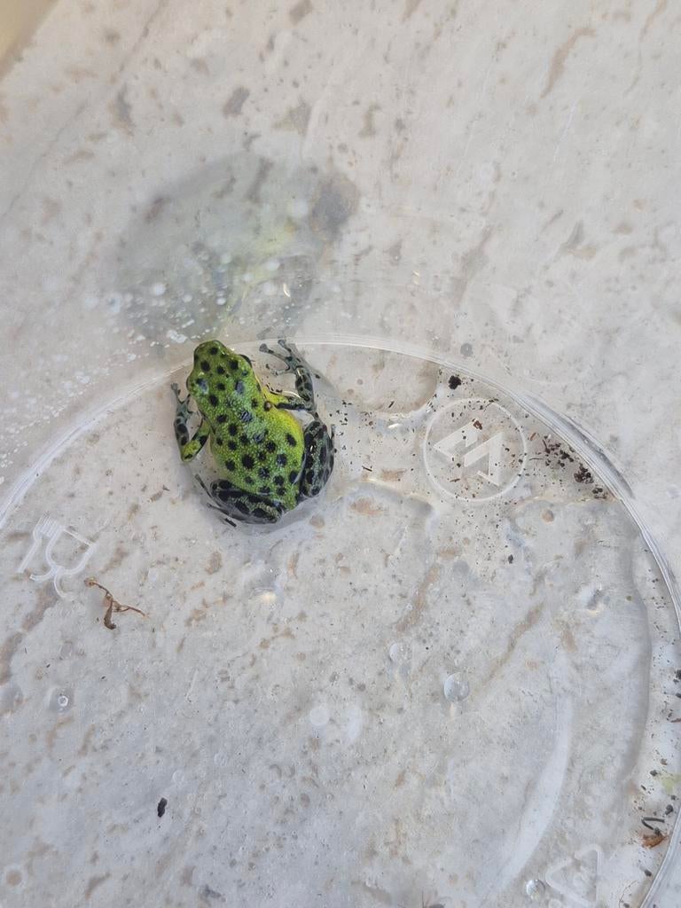 2x oophaga pumilio "punta laurent", Amfibie, 0 tot 2 jaar