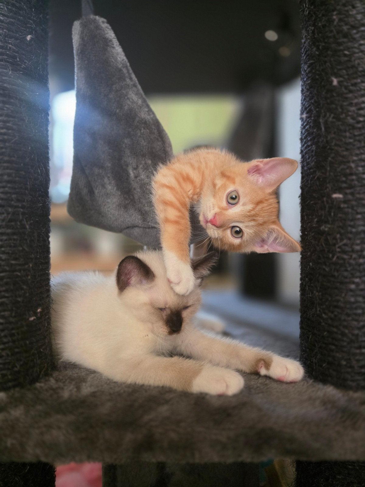 Lieve halve raggdoll kittens te koop, Meerdere dieren