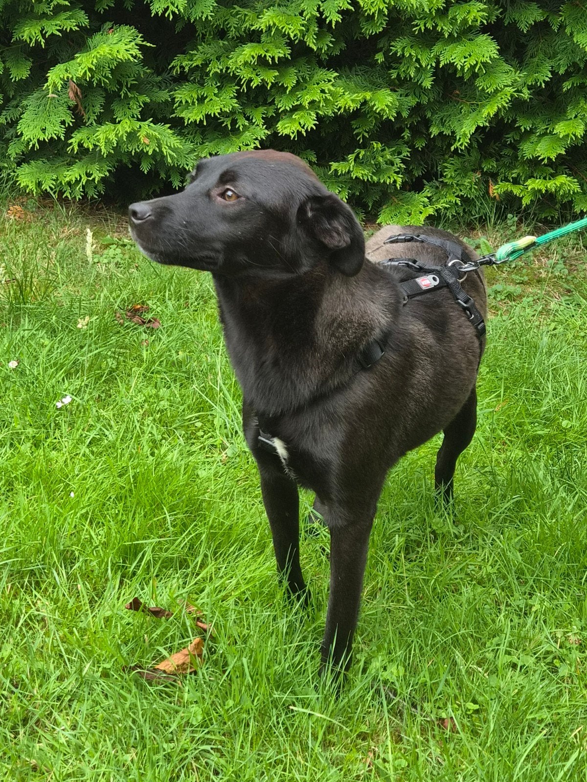 Nora Ter Adoptie, Particulier, 1 tot 2 jaar, Buitenland, Teef