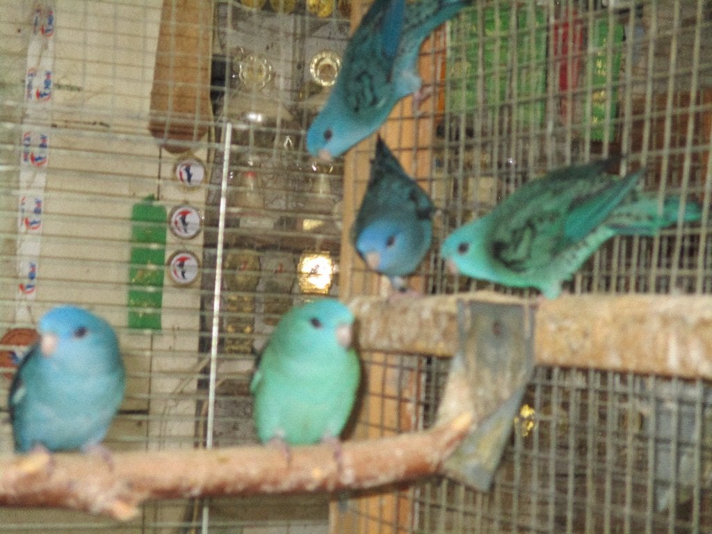 Catharina Parkieten, Meerdere dieren, Parkiet, Geringd