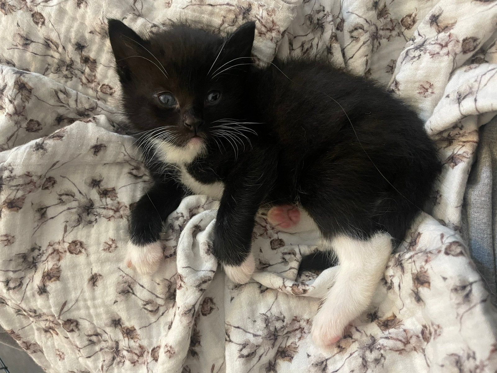 Handgevoerde kittens zoeken een huisje 2 poesjes 3 katers, Dieren en Toebehoren, Katten en Kittens | Overige Katten, Meerdere dieren