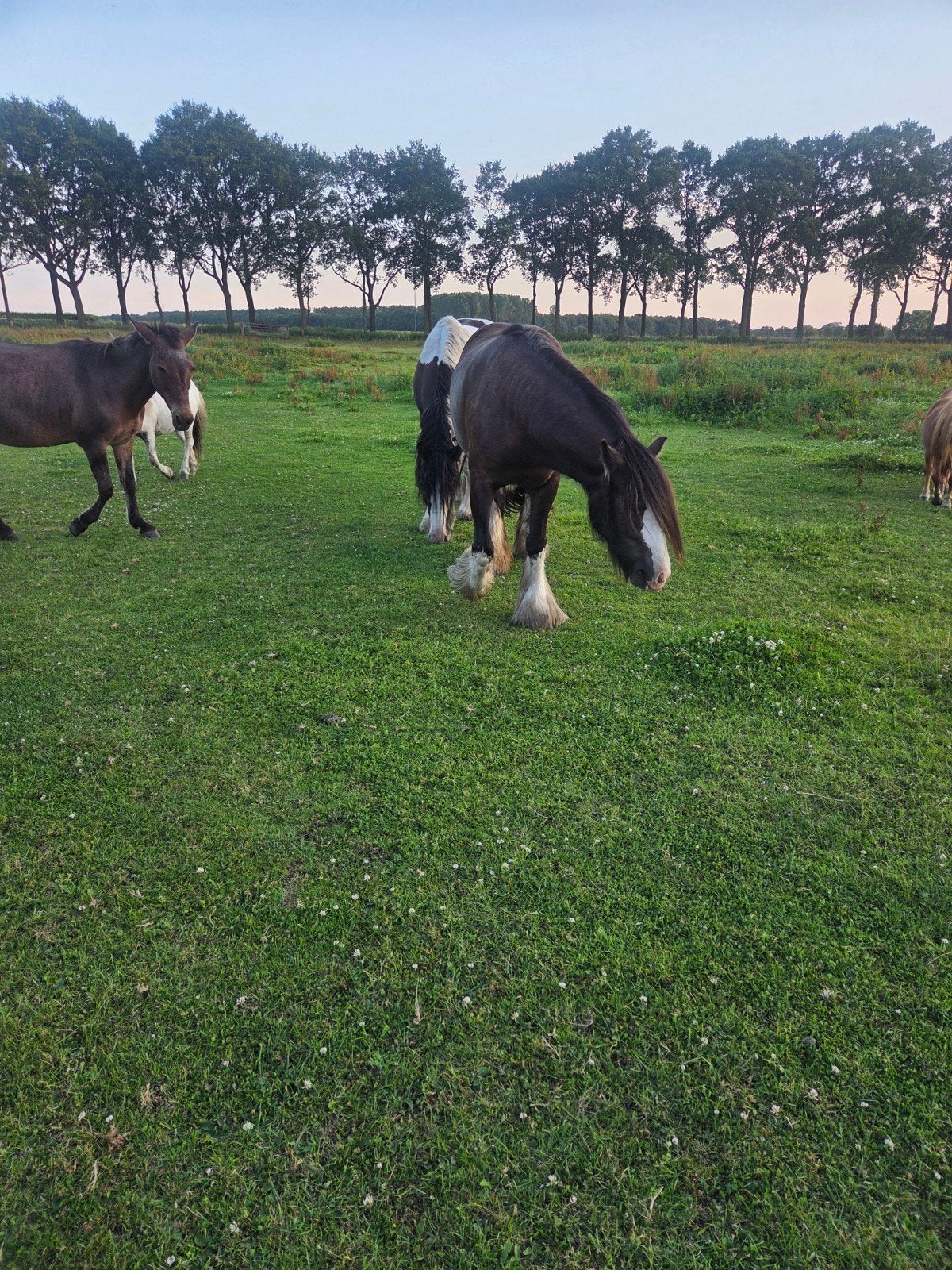 te koop nieuwe advertentie, Dieren en Toebehoren, Paarden, Merrie, Minder dan 160 cm, 3 tot 6 jaar, Gechipt