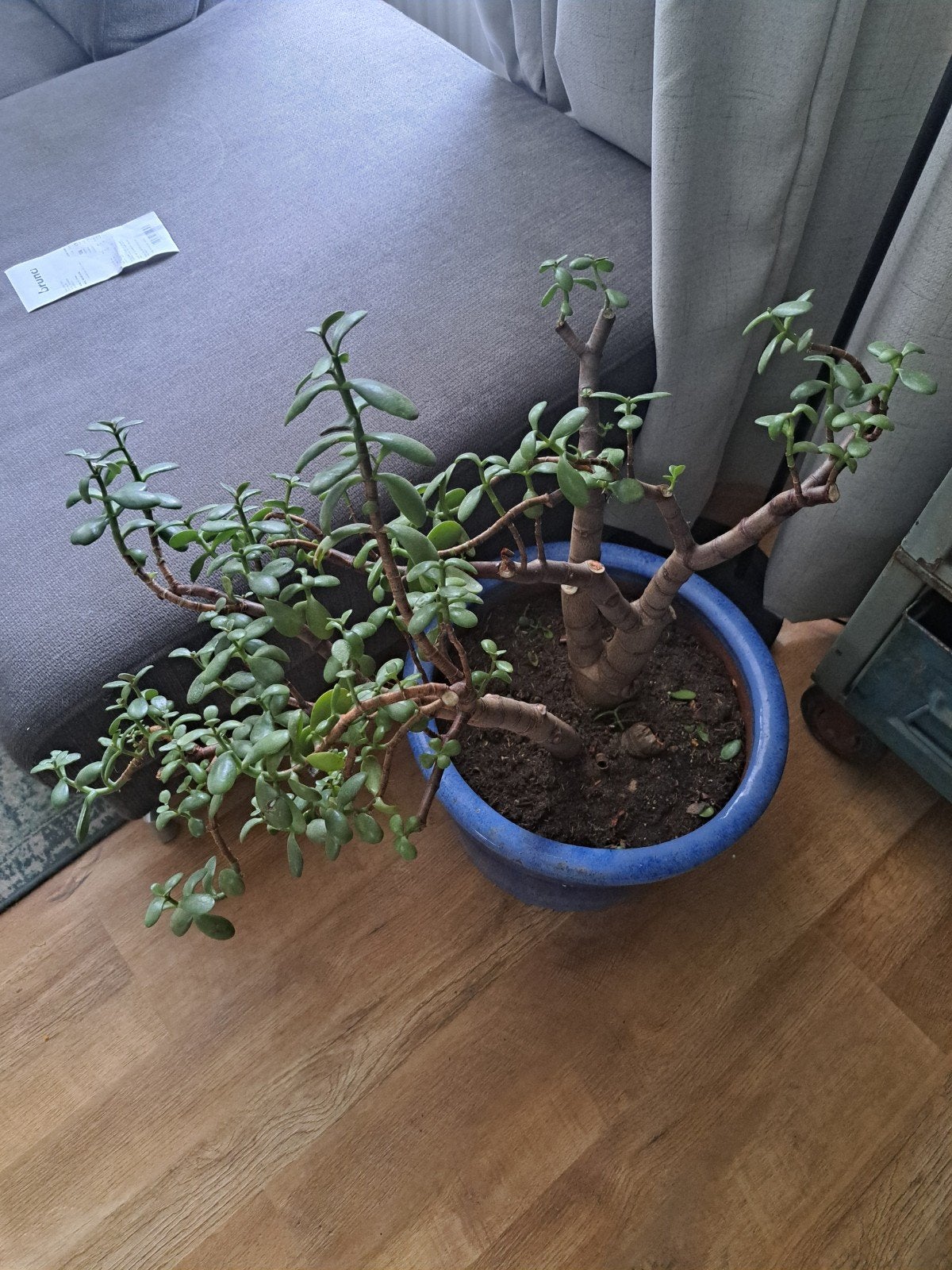 Gratis plant vetplant crassula ovata exclusief de blauwe pot, Ophalen, Halfschaduw, Minder dan 100 cm