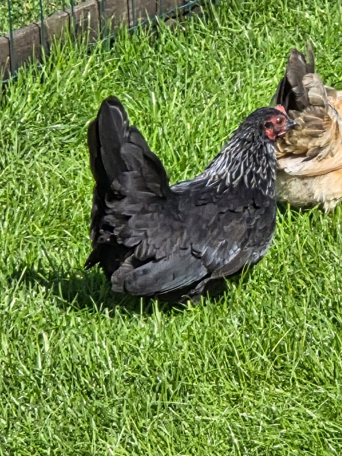 Chabo toompje, Dieren en Toebehoren, Meerdere dieren, Kip