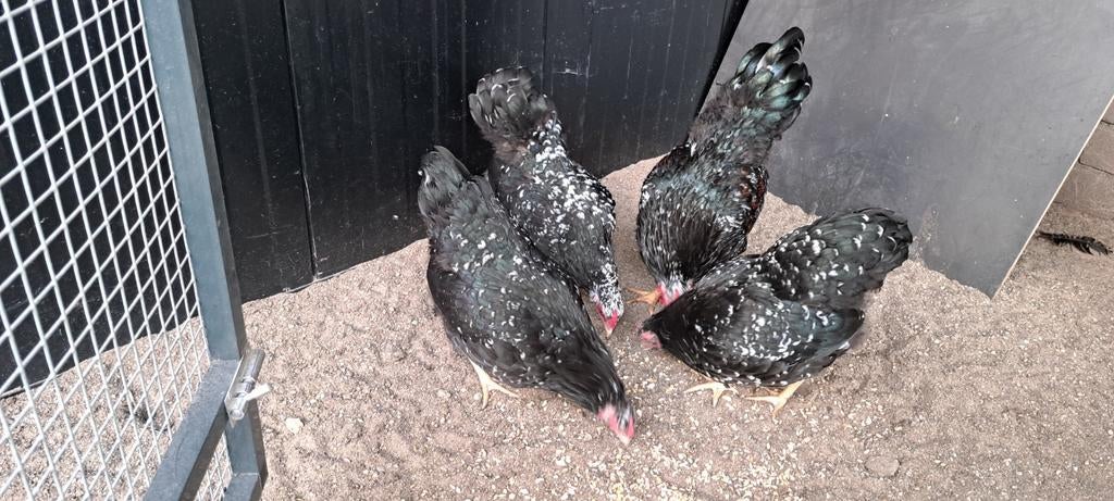 Wyandotte broedeieren, Dieren en Toebehoren, Pluimvee, Geslacht onbekend, Kip