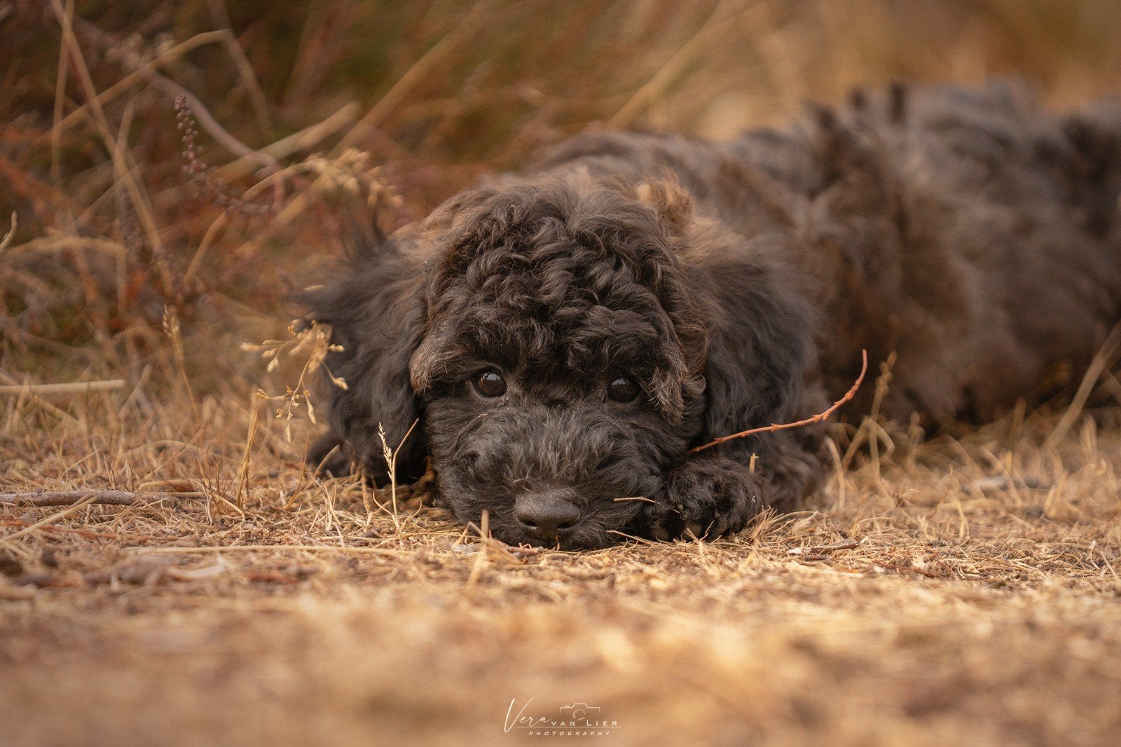 Dwergpoedel x Boompoo puppies, Poedel, 8 tot 15 weken, Meerdere, Meerdere dieren