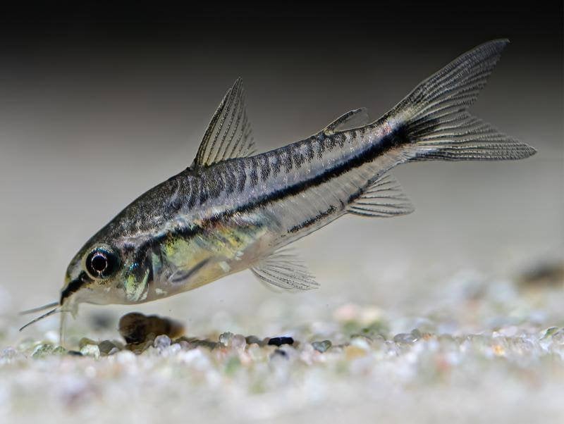Diverse soorten Corydoras, Vis, Zoetwatervis, Schoolvis