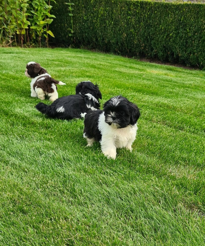 shih tzu pups, België, Fokker | Hobbymatig, Overige rassen, 8 tot 15 weken