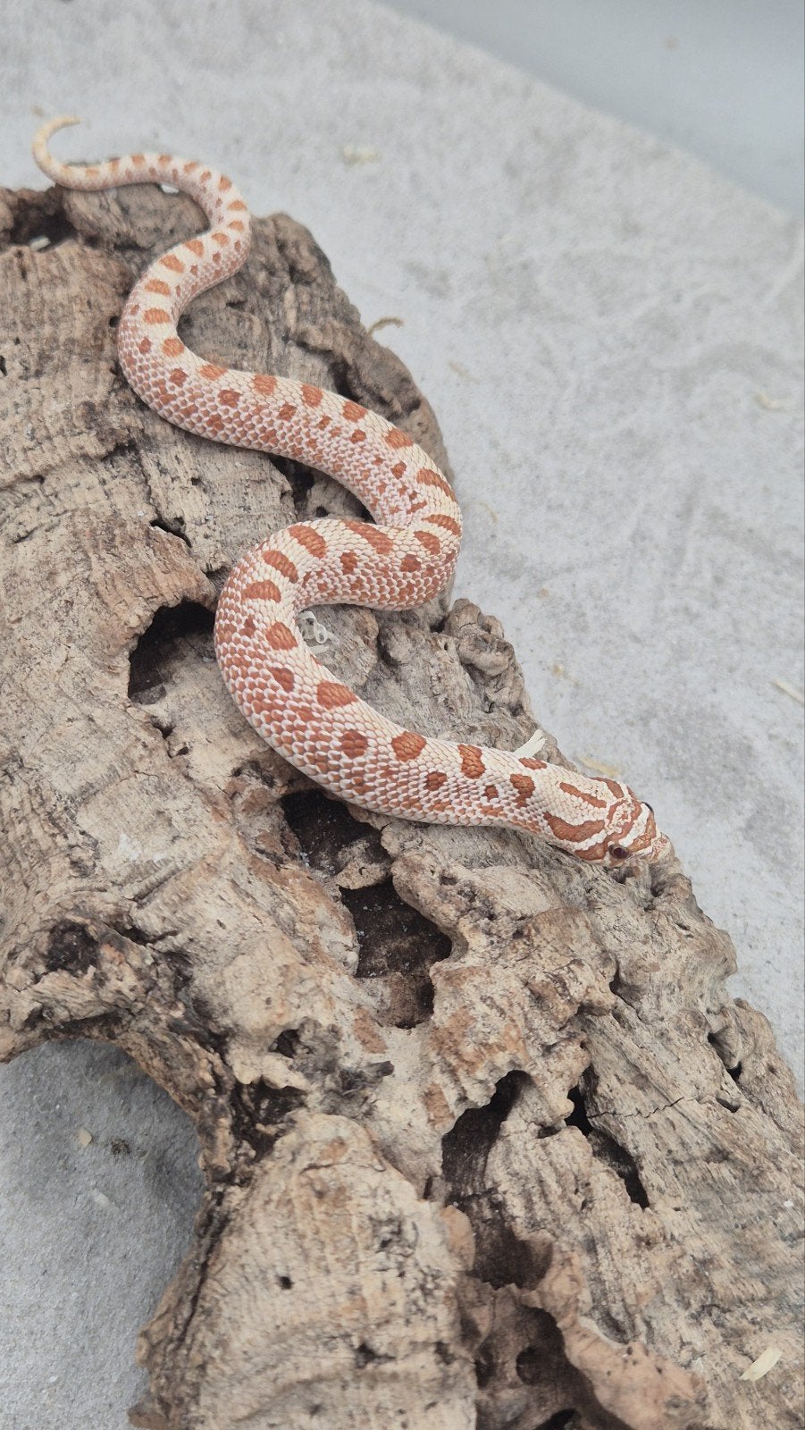 Haakneuslang red toffeebelly Hognose Snake photo 5