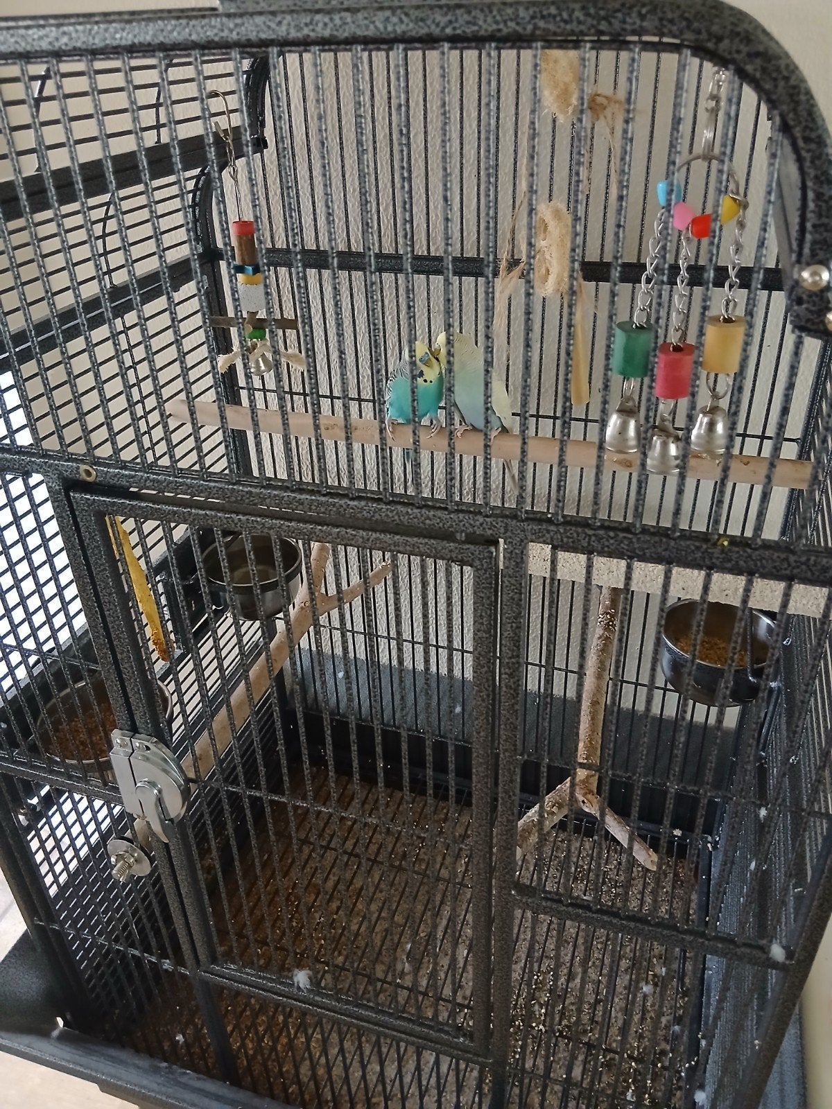 koppeltje grasparkieten te koop, Meerdere dieren, Parkiet, Tam